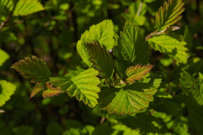 Green Vancouver - green and yellow leaf plant