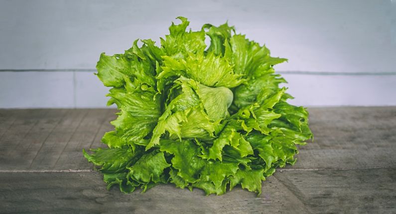 Portland Green - closeup photo of lettuce on gray surface